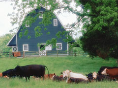 Farm Stead